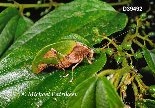Deadleaf Katydid (Pycnopalpa bicordata)